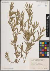 Foto von Salix elbursensis Boiss.